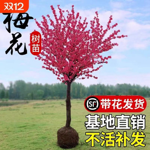 �t÷�����������Ϙ�ͥԺ�ͺ������_����ֲ�����ԭ���ߗU����t÷