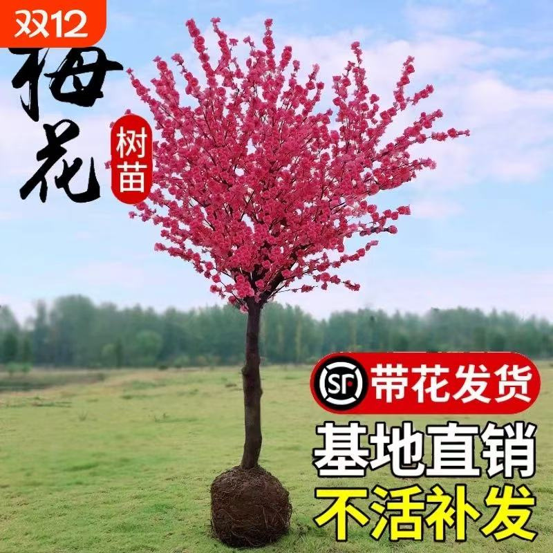 红梅花树苗盆栽老桩庭院耐寒冬季开花卉植物浓香原生高杆骨里红梅