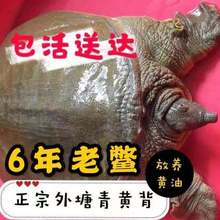 包活外塘大甲魚活體生態放養外塘免郵王八中華海鮮老鱉團水龜甲魚