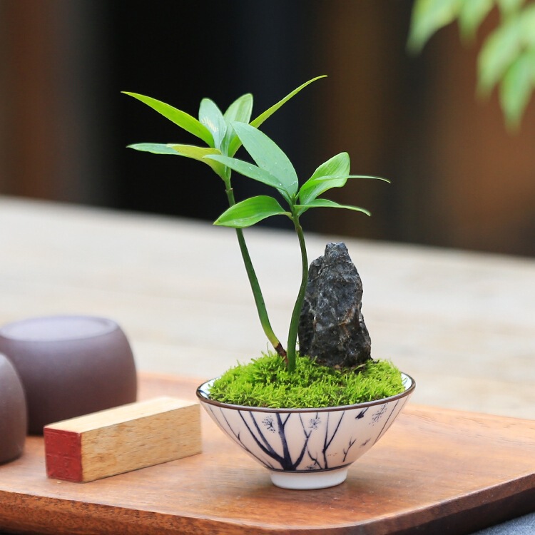 Mini Green Plants Small Potted Indoor Office Desktop Zen Small Green Plants Tea Table Tea Table Small Plants and Florals