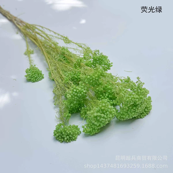 ◦◦◦◦◦◦fluorescent green◦◦◦◦◦◦