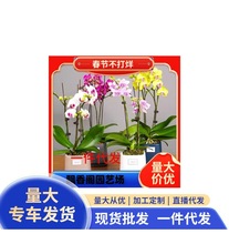 һ�����l�����m���Ԏ����������������m������͏d�҃�ֲ�ﻨ����