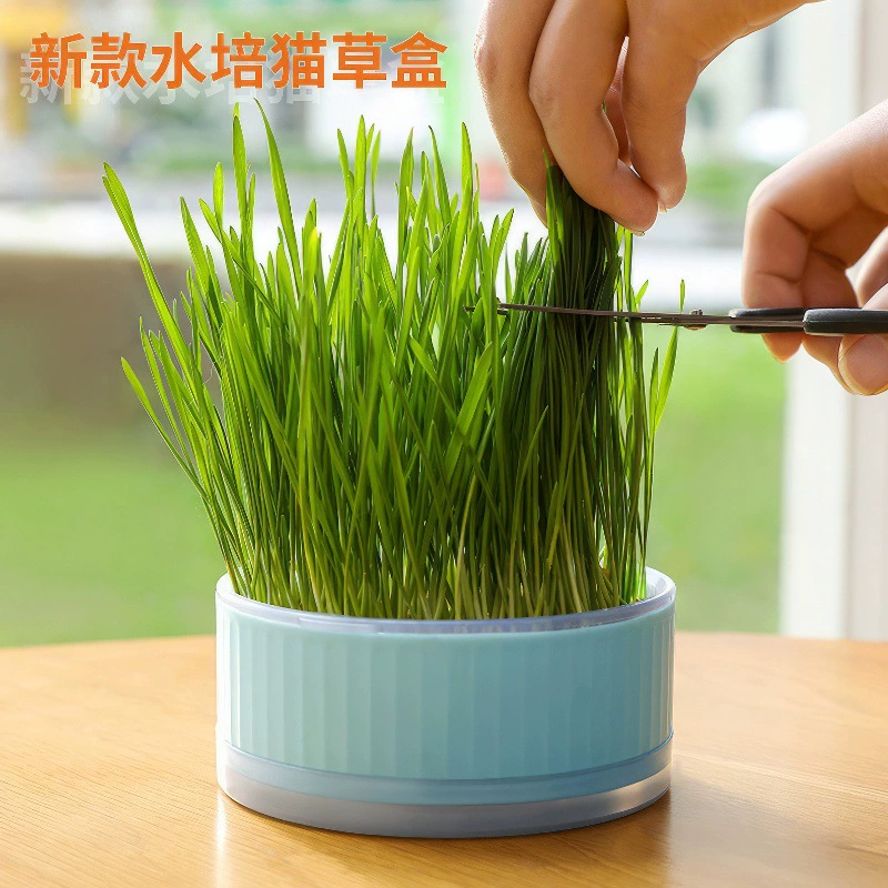 Гидропонная посадочная коробка для волос шар кошка Трава Пшеница кошка Трава Семена кошачьи закуски для выращивания мяты чашка оптом