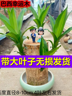 �����~����ľ����ѿ���~�l؛���_�����\ľ�Y����H���˹��҃Ⱥ��B