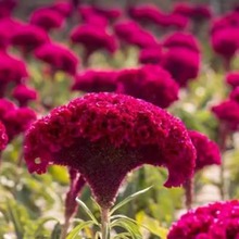 uڻNӡͺ ļNֲ ҰMϷNĬJ^NӇa