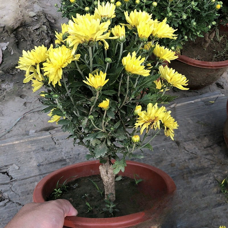 Привитые хризантемы горшечные растения оптом 1,5-2 см основа оптом Осенние цветы