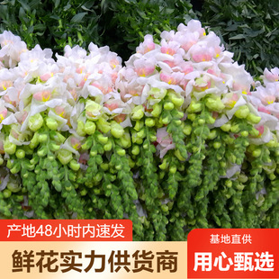 ���~���r�����l����r��ֱ����c���û���[���û���^�Fُ؛Դ