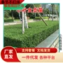 植物常绿小叶绿化石楠