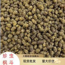 铁皮珍虫石斛1kg石斛枫斗大颗粒现货批发量大价优正宗珍虫石斛