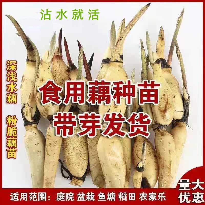 食用莲藕种苗种根池田高产大型莲藕蔬菜荷花苗粉脆藕种根苗藕苗水