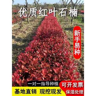 �t�~ʯ骘���ͥԺ�G���t���^ľ�ļ��ͺ�ֲ���ϱ����Nֲ���B���