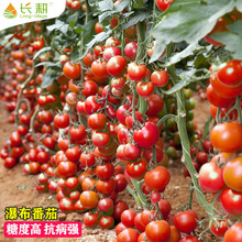 ٲСѷN}ŮtNǧļ̨߲