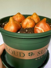 一件代发进口十颗郁金香大种球花卉盆栽四季土水培种子风信子百合