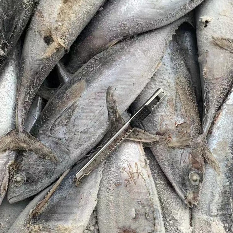 东海海捕船冻鲣鱼炸弹鱼深海海鱼新鲜速冻自有渔船货可预订