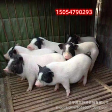 巴马香猪活体 迷你宠物香猪科学养殖技术 陆川猪活体养殖出售价格
