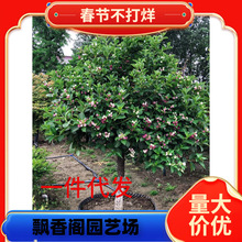 一件代发五彩锦带花树苗盆栽花卉庭院大型耐寒风景树高杆丛生五彩