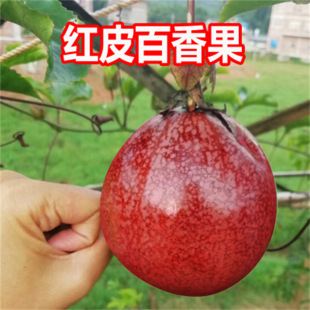���ô� �tƤ�t�������� �S������̨�r������������Ԯ���Y����