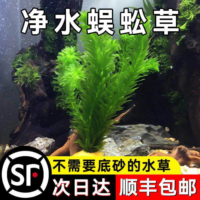 鱼缸蜈蚣草水草植物鱼缸水草金鱼藻鱼缸造景水上真草净化水质水培