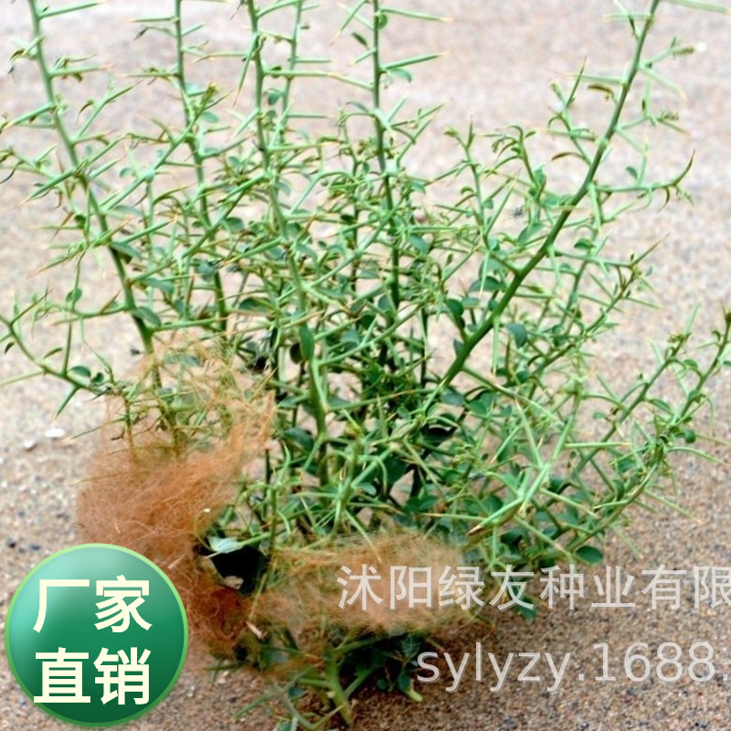 批发非洲热带宠物植物骆驼刺种子沙漠里的植物种子骆驼的饲料