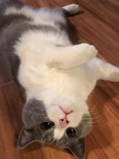 ?�l؛Ӣ����ë؈�{���{؈���̰��_�������{���ӽ��y�u�ӌ���