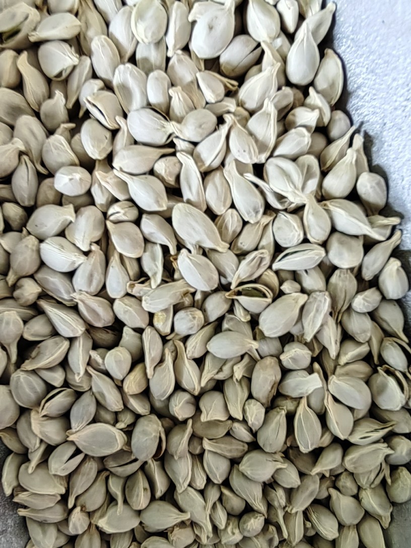 Ju He (Citrus reticulata Seed) — Dried Tangerine Seed for Herbal Decoction & Tea specifications