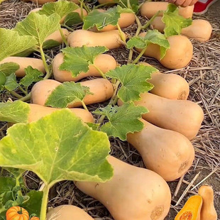 ���������ϹϷN��һ���ļ��Nֲ���＾��Ŵ�������Ϲ��Ϲ�Ʒ�N��ȫ