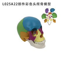 1:1���w�^���^�B��ģ�Ͳ�ƴ22�����̌W���g��ǻ�Ƙ˱��t���t�ü�