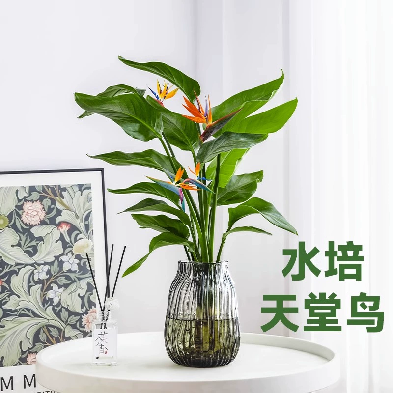 Райская птица Гидропонное растение Гостиная Зеленое растение Горшечное растение Офис Комнатный цветок Рабочий стол Вечнозеленый All Seasons Водяные подъемные кракнии