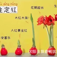 蜡封朱顶红进口重瓣种球阿弗雷蜡球盆栽带花苞注定红礼盒装年宵花