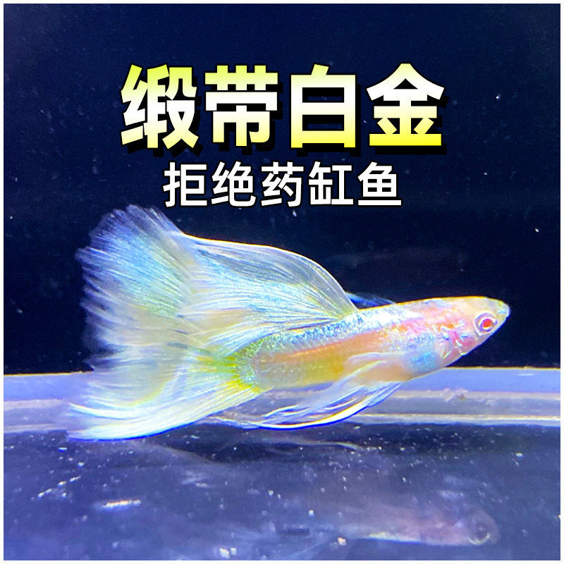Satin Ribbon White Gold Guppy Fish Free Shipping Premium Rare Species Ornamental Tropical Fish Live Purebred Baby Fish Satin Ribbon White Gold Guppy Fish Free Shipping Premium Rare Species Ornamental Tropical Fish Live Purebred Baby Fish