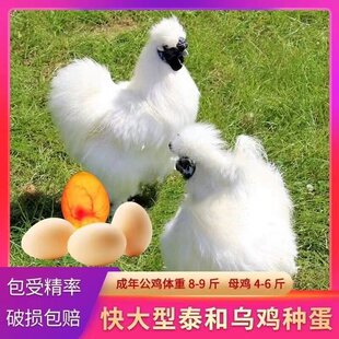 ̩�͞��u�ܾ������P���u�N���ɷ�����̫���u�ܾ��Ѱ�ë�����u