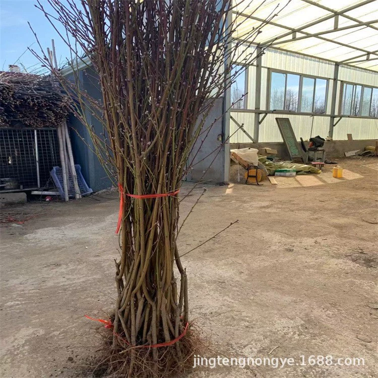 Саженцы персика привитые, все сорта, свежеобкопанные и продаваемые, хороший вкус, высота более 1m см, привитые саженцы персика в том же году.