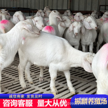 白山羊养殖场 白山羊育肥养殖 白山羊养殖效益与利润