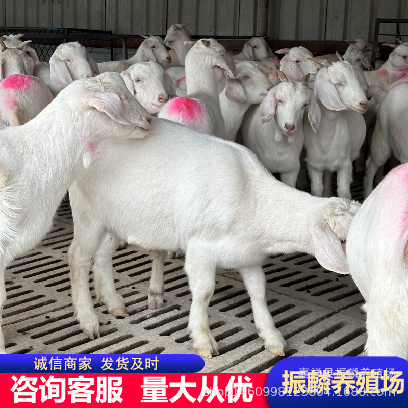 白山羊养殖场 白山羊育肥养殖 白山羊养殖效益与利润