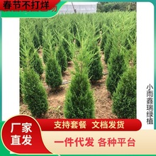 一件代发蜀块塔松树苗桧柏墓地松四季常青绿化苗龙柏树苗塔柏苗龙