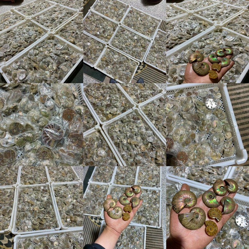 A Pair of Canadian Colored Snail Fossils Factory Wholesale Cross-Border Live Broadcast