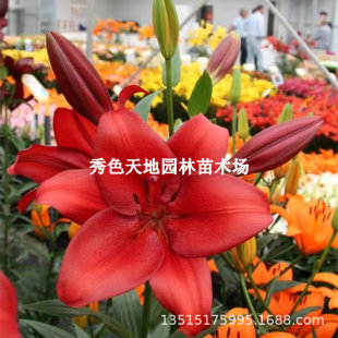 Double-Flowered Lily Bulbs, Oriental Lily Roses, Perfume Lily Bulb Seeds, Easy to Grow in All Seasons, Autumn and Winter, Cold-Resistant