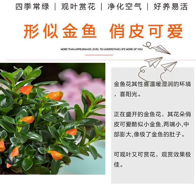 2de59c03-f379-426d-a81e-ffabd4bca4d6.jpe