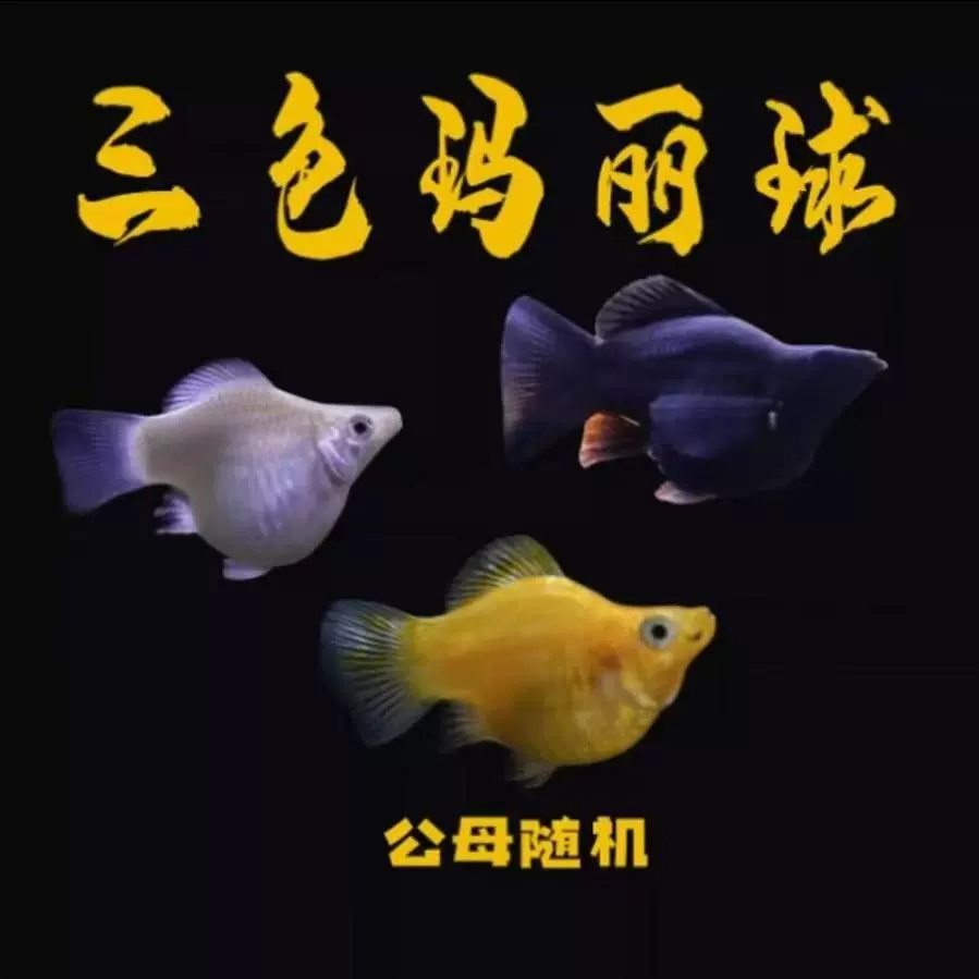 Рыба Мэри, кожаная шариковая рыба, тропическая рыба, живородящая рыба, декоративная рыба, гуппи, рыба-светофор, живая упаковка