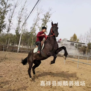 景区用斑点花马 真马拍照用的半血马 纯血马漂亮的白龙马