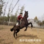 景区斑点漂亮拍照白龙马
