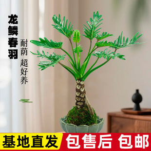 �����Ϙ��^�~�Gֲ�����҃��ļ����B�҃��̨�辰