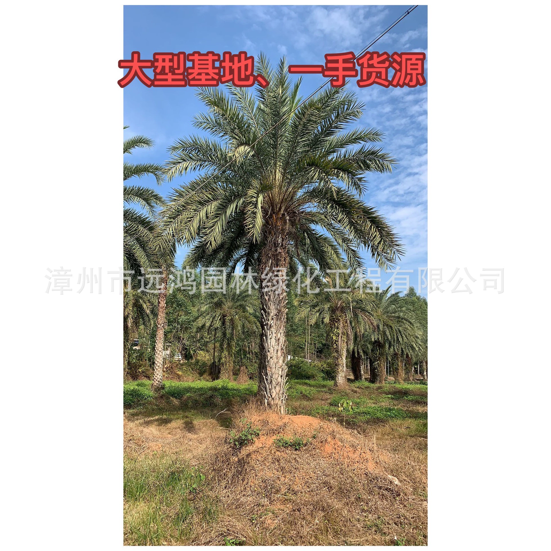 Фуцзяньский морской финик серебряный морской финик оптовая поставка от производителя прямые поставки приветствуем консультации