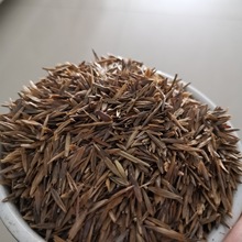 无芒雀麦种子多年生耐旱耐寒四季青养猪牛羊鸡鹅兔鱼禽畜牧草种籽