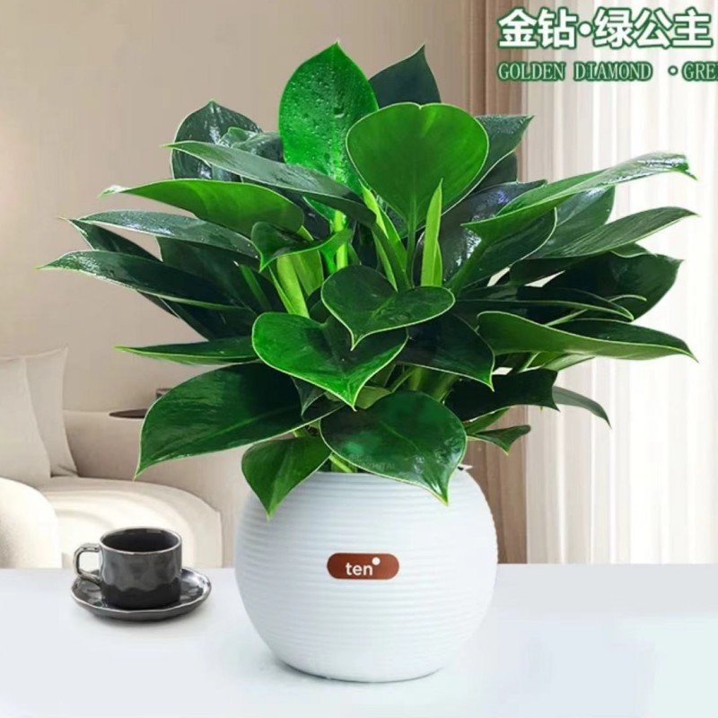 황금 다이아몬드 3개 약 25cm [구형 모조 도자기 대야 10개] + 영양액