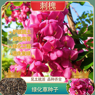 Landscaping Shrubs Mixed with Acacia Grass Seeds, Acacia Grass Seeds, Landscape Engineering Grass Seeds, Slope Protection and Soil Fixation for All Seasons