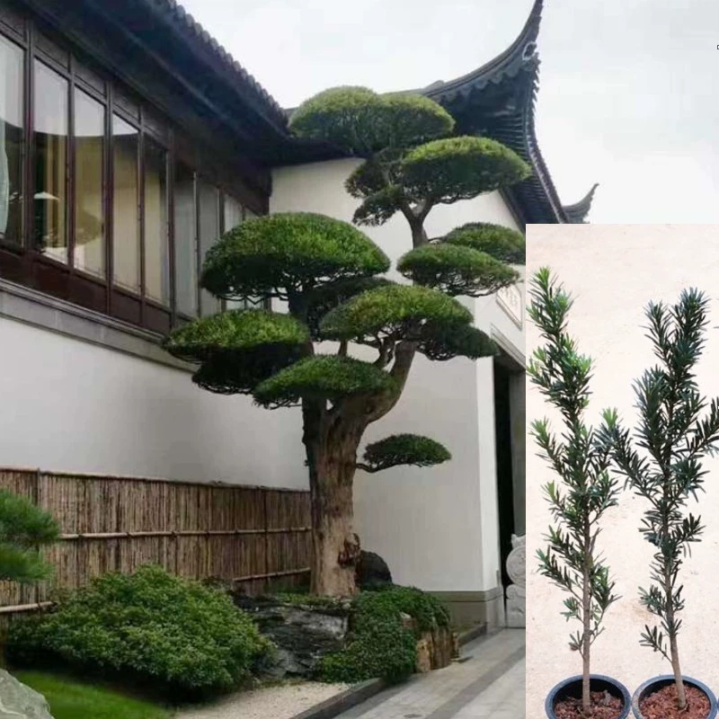 Мелколистная рассада подокарпуса Рисовый лист Подокарпус Сосна Птица Язык Podocarpus Вечнозеленая зеленая посадка Сад Вилла Озеленение Рассада