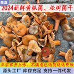 松树菌干货食用菌菌菇干枞菌手选枞树菇干寒菌松菇干
