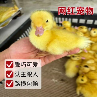��С�S�����w����W�t���̿Ơ���Ѫ��߅���緱ֳ�������ͯ���