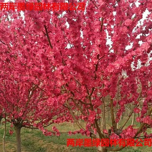�����t���������~���� ���~���һ���ֱ�N���̾G�������l����ă�